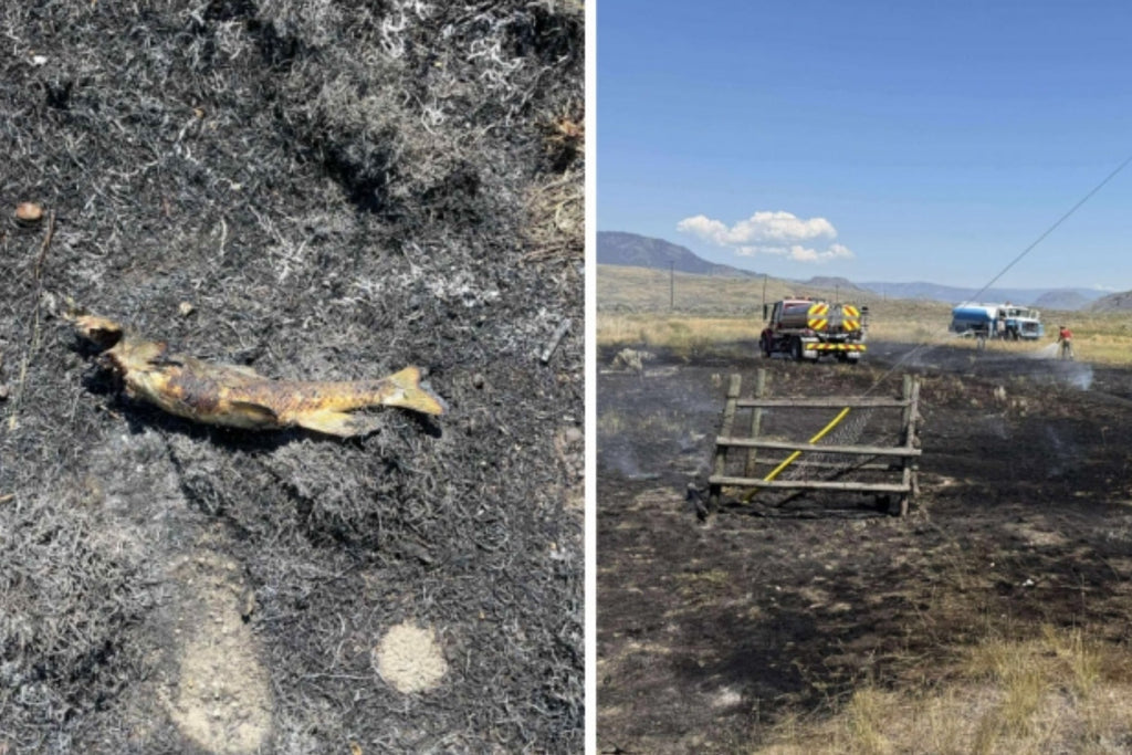 A fish falls from the sky and causes... a fire in Canada