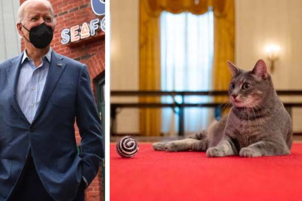 Jill and Joe Biden introduce Willow: Here's how the cat won the First Lady's heart