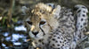 One of the last cheetahs in Asia died in Iran