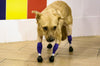 Russia: a veterinarian puts four artificial legs on a martyred dog