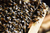 Man in coma after being stung 20,000 times by killer bees