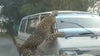 India: a leopard attacks several people and injures 15