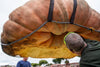 World record: this pumpkin weighs... 1.247 kg