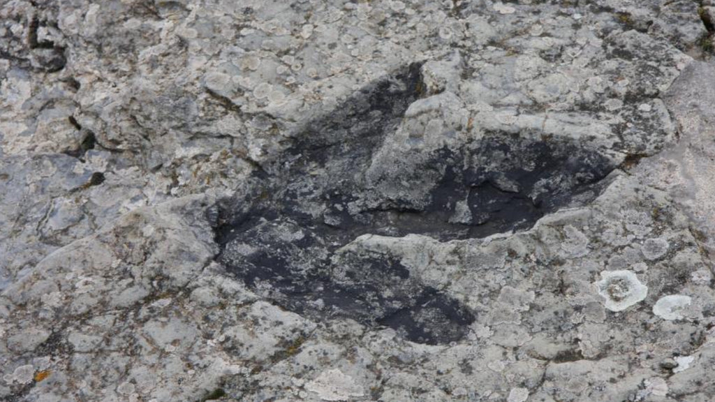 Drought uncovers 113-million-year-old dinosaur footprints in Texas
