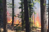 United States: a fire threatens the giant sequoias of Yosemite Park