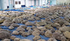 Historic Cold Wave in Texas: Thousands of Half-Frozen Sea Turtles Rescued