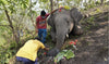 In India, 18 elephants found dead: they were struck by lightning