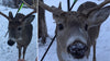 Carrot the magic deer receives an arrow in the head in Canada: the inhabitants fight to save it