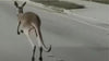 Kangaroo fails owner, wreaks havoc in Florida
