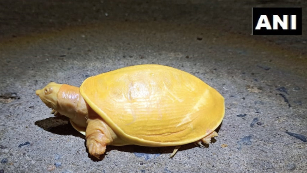 Yellow turtle discovered in India, the result of genetic anomaly