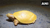 Yellow turtle discovered in India, the result of genetic anomaly