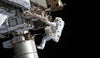 NASA sends baby octopuses to the International Space Station